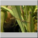 Sympetrum striolatum - Grosse Heidelibelle 05.jpg